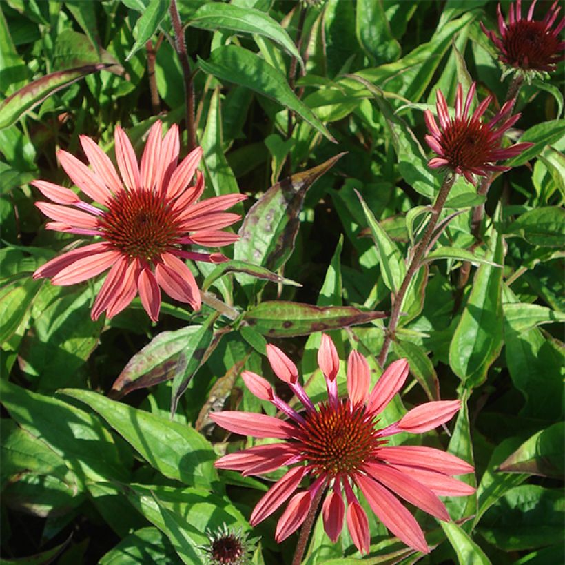 Echinacea Sunset (Fioritura)