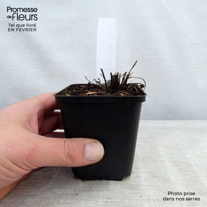 Echinacea Supreme Flamingo Vasetto da 8/9 cm esemplare consegnato in inverno