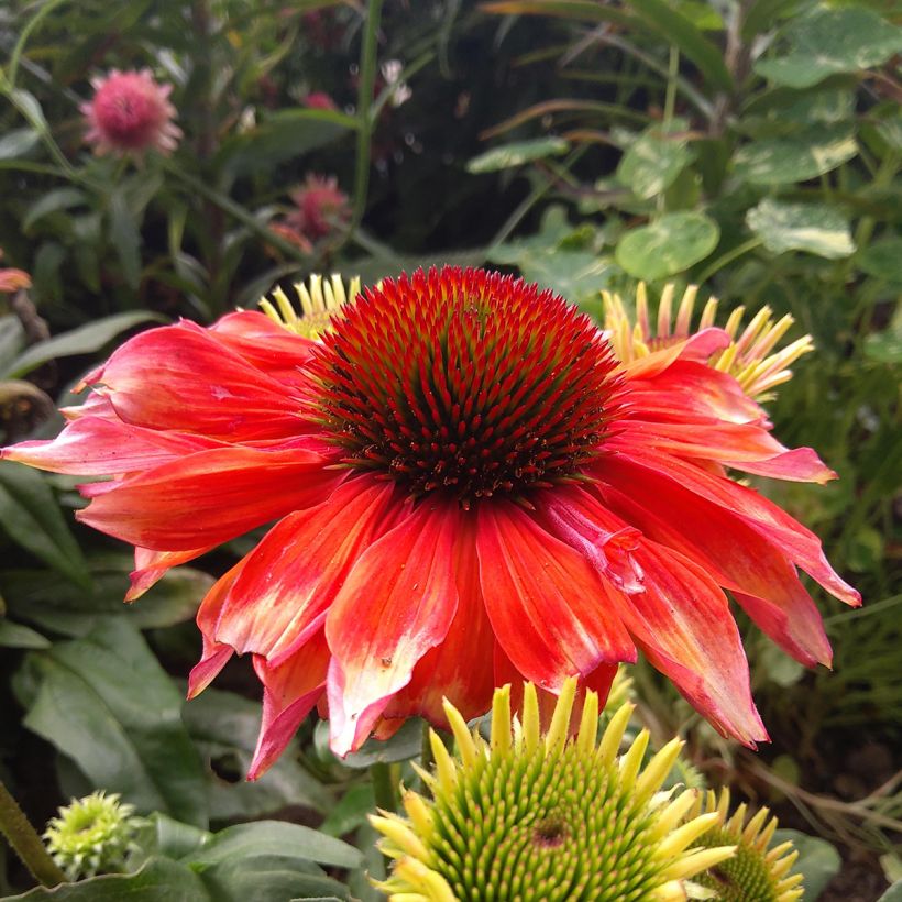Echinacea Supreme Flamingo (Fioritura)