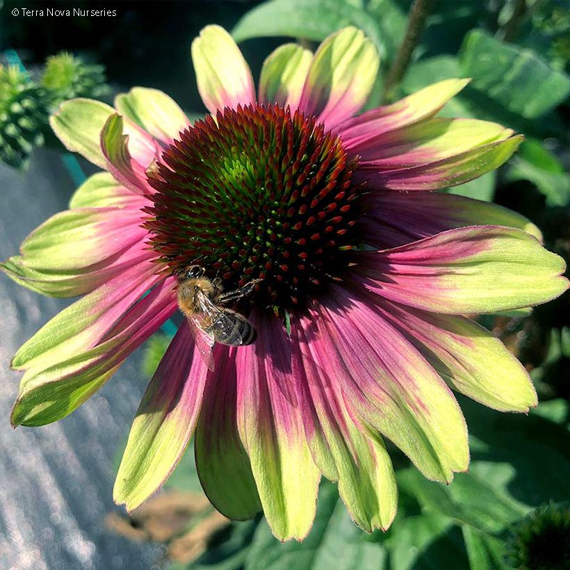 Echinacea Sweet Sandia (Flowering)