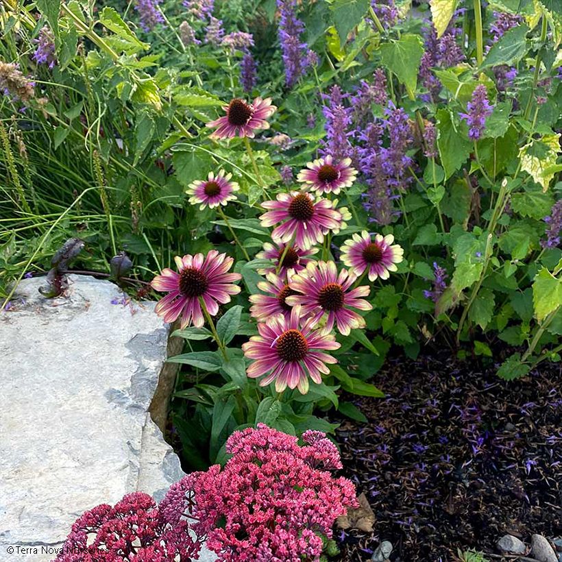 Echinacea Sweet Sandia (Plant habit)