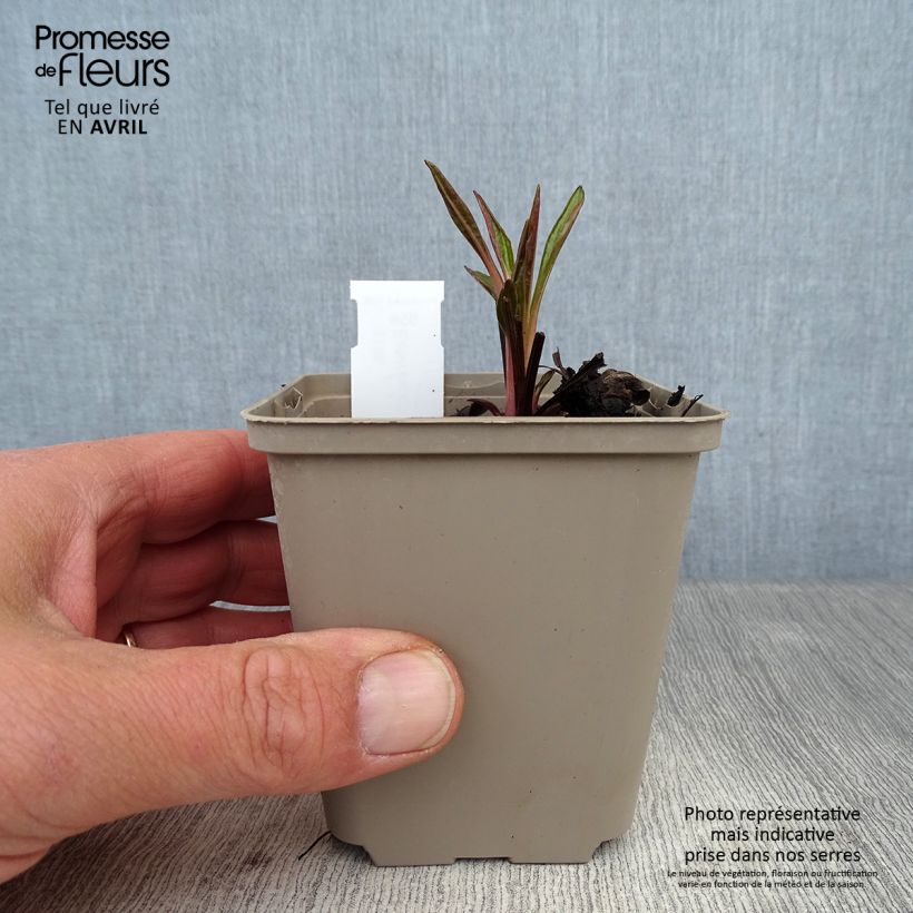 Example of Echinacea Tiki Torch Vasetto da 8/9 cm as you get in printemps