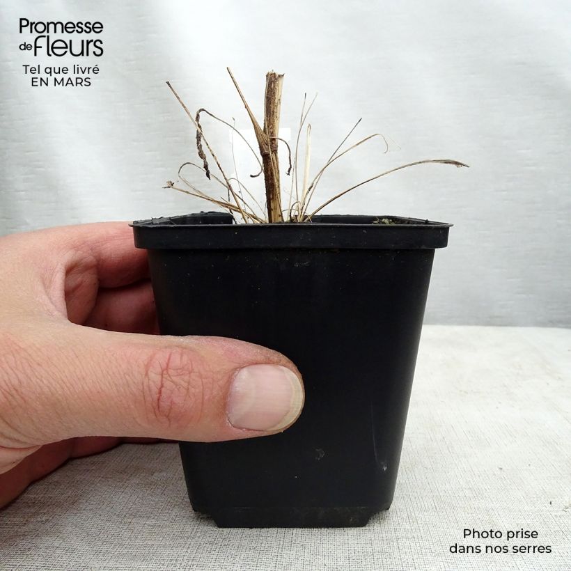 Echinacea Tweety Vasetto da 8/9 cm esemplare consegnato in primavera