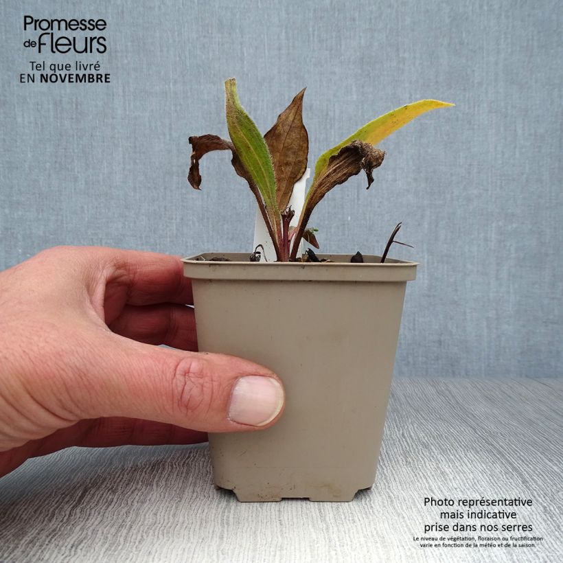 Esemplare di Echinacea angustifolia Godet de 8/9 cm come consegnato in autunno