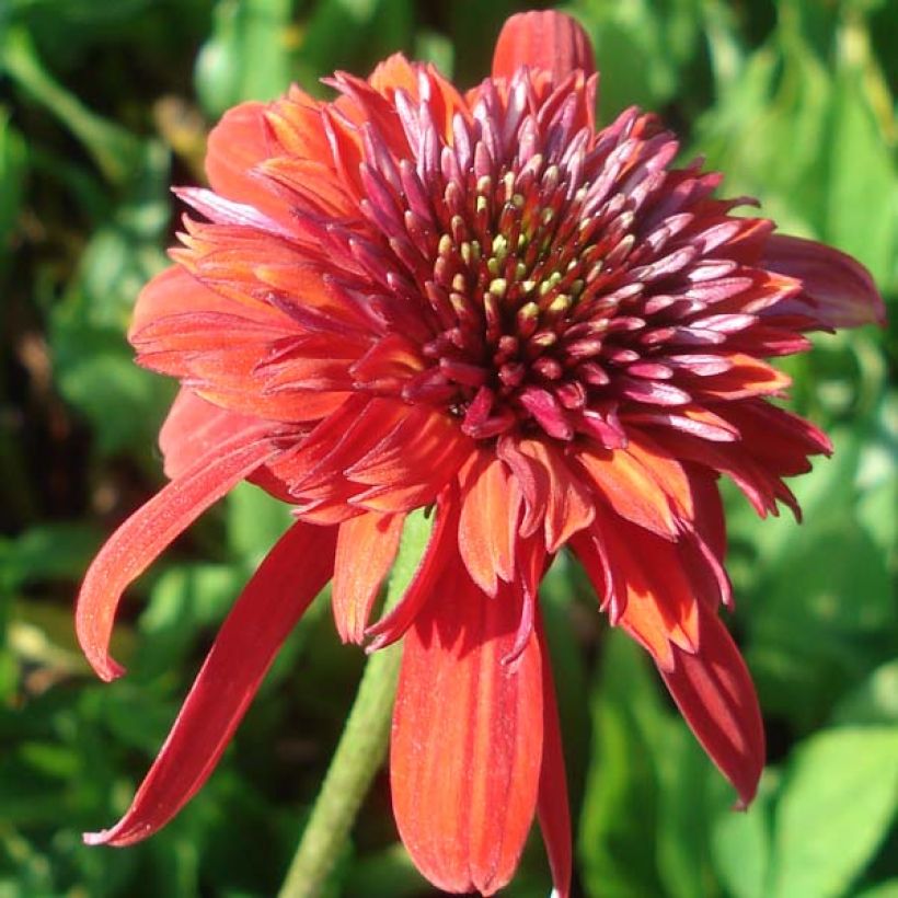 Echinacea purpurea Eccentric (Flowering)