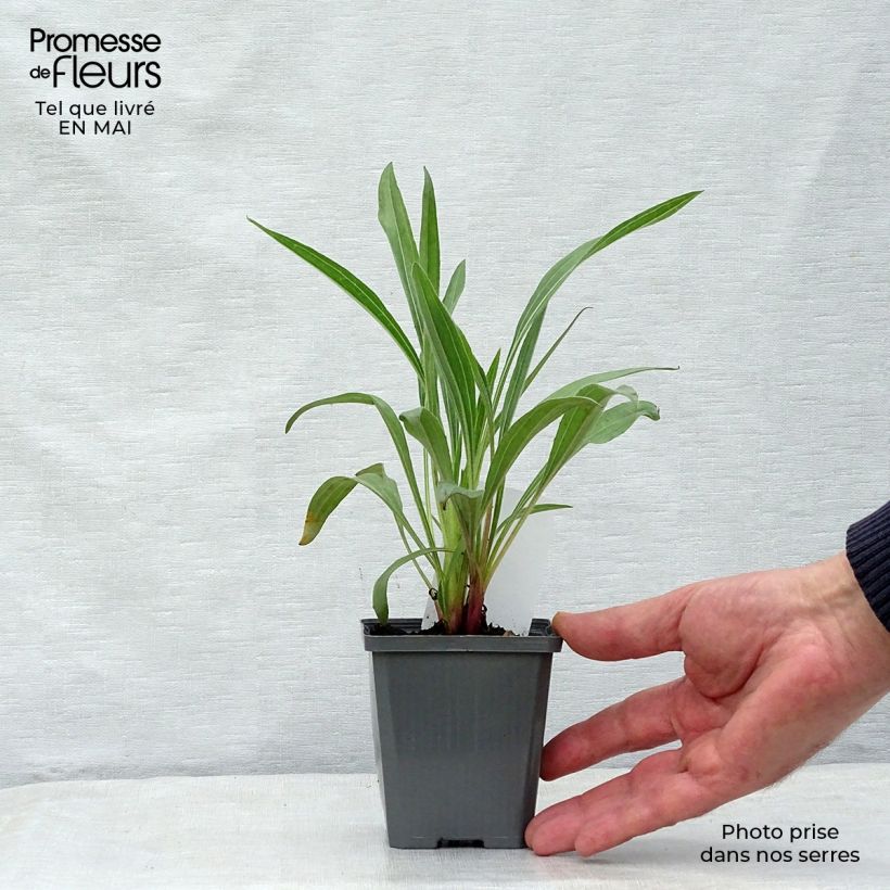 Example of Echinacea pallida Vasetto da 8/9 cm as you get in printemps