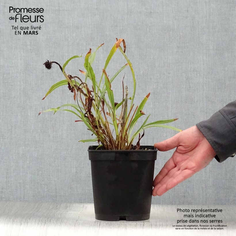 Echinacea paradoxa Vaso da 2L/3L esemplare consegnato in primavera