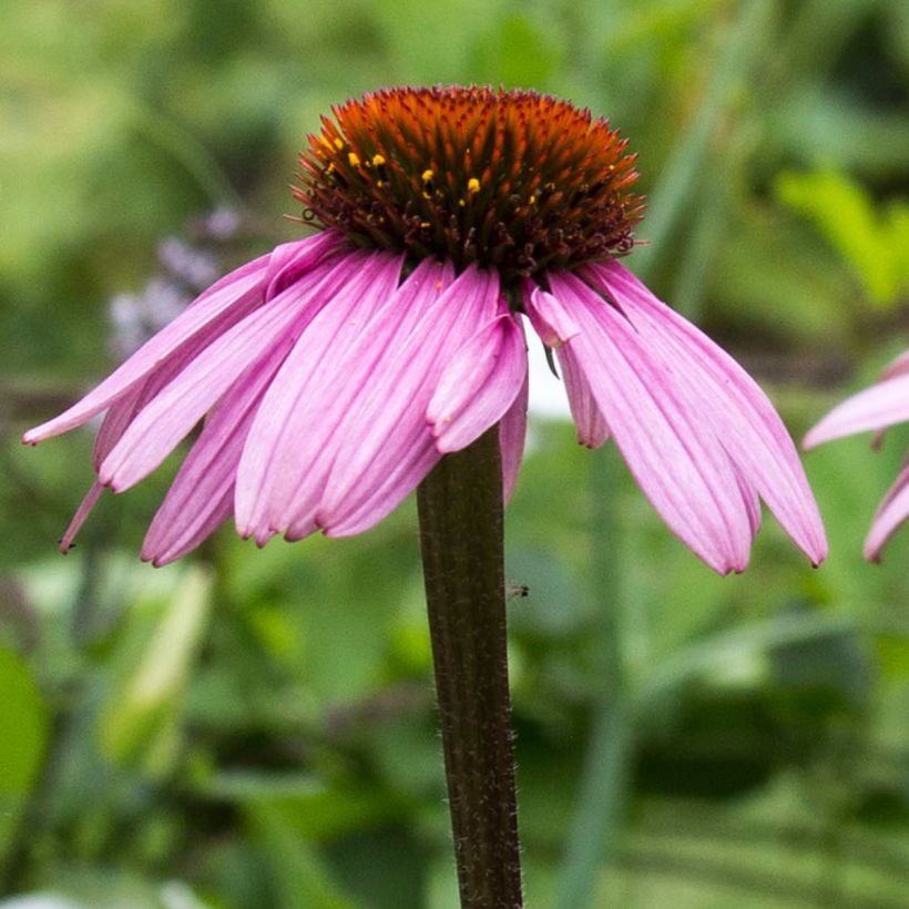 Echinacea purpurea Augustkönigin (Flowering)