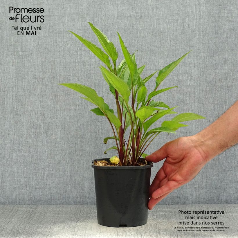 Example of Echinacea purpurea Vaso da 2L/3L as you get in printemps