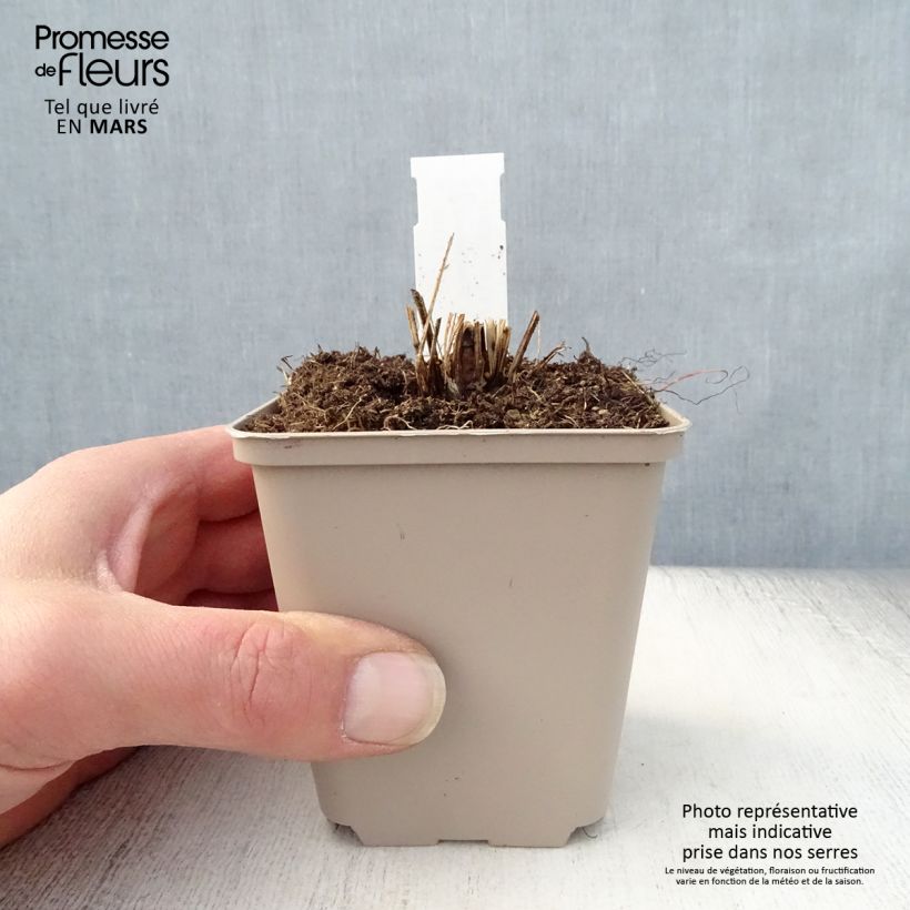 Echinacea purpurea Funky Yellow Vasetto da 8/9 cm esemplare consegnato in primavera