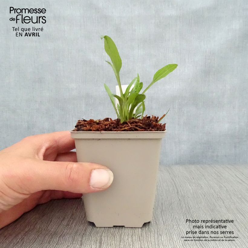 Echinacea purpurea Irresistible Vasetto da 8/9 cm esemplare consegnato in primavera