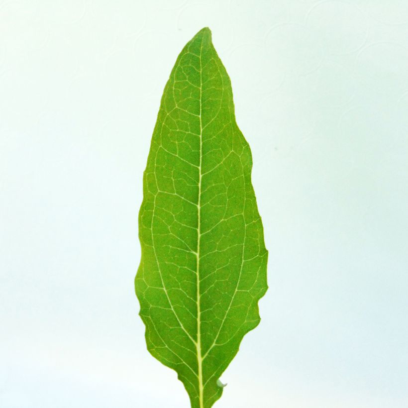 Echinacea purpurea Kim's Knee High (Foliage)