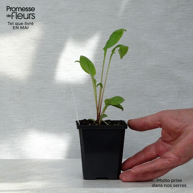 Example of Echinacea purpurea Kim's Knee High Vasetto da 8/9 cm as you get in printemps