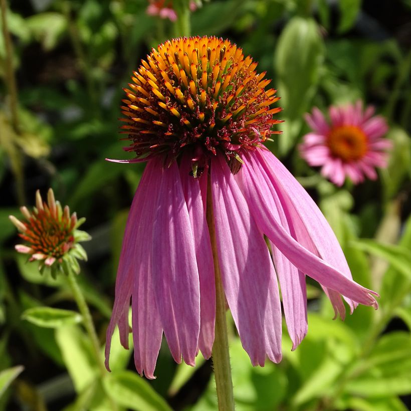 Echinacea purpurea Kim's Knee High (Flowering)