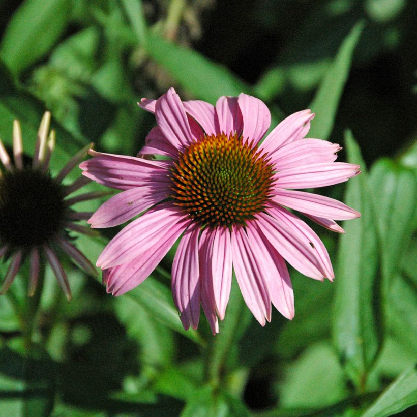 Echinacea purpurea Leuchtstern (Fioritura)