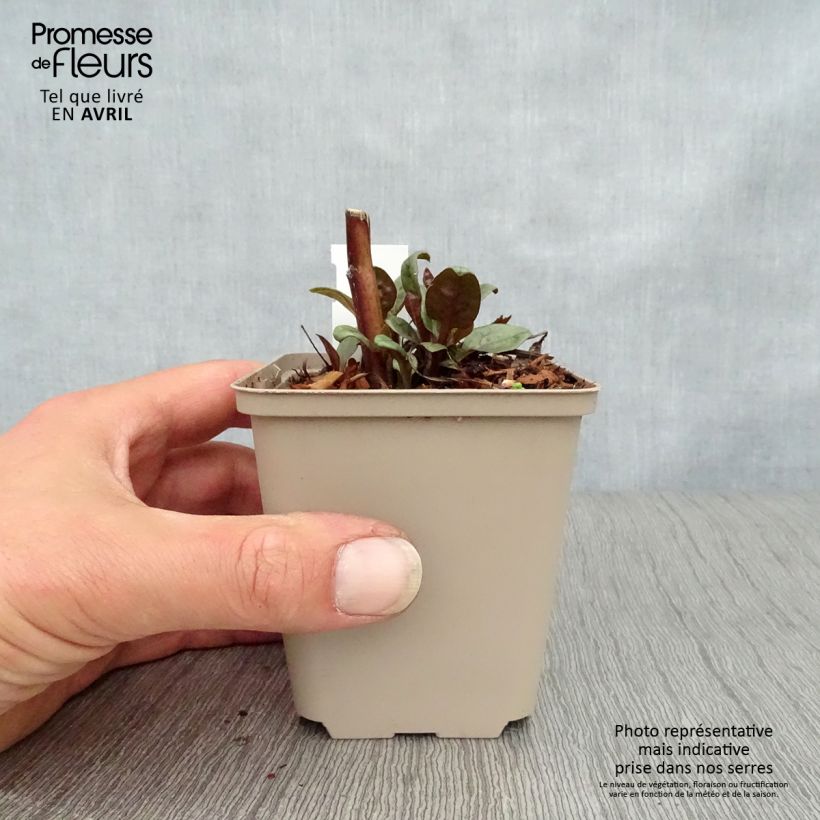 Echinacea purpurea Little Magnus Vasetto da 8/9 cm esemplare consegnato in primavera