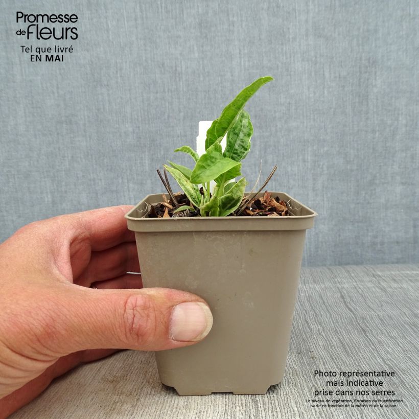 Echinacea purpurea Mac 'n' Cheese Vasetto da 8/9 cm esemplare consegnato in primavera