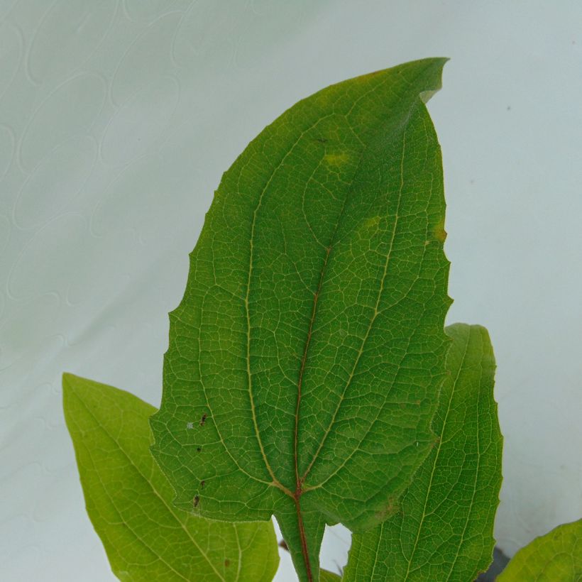 Echinacea purpurea Magnus (Foliage)