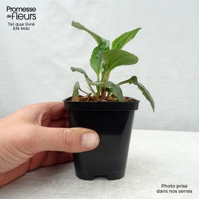 Example of Echinacea purpurea Magnus Vasetto da 8/9 cm as you get in printemps