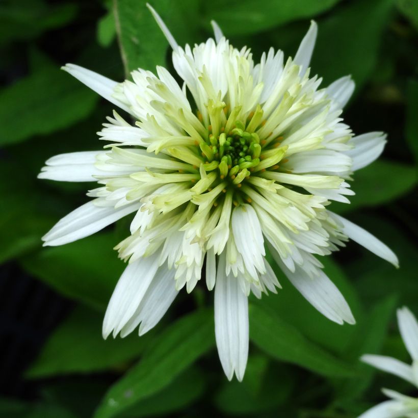 Echinacea purpurea Meringue (Fioritura)