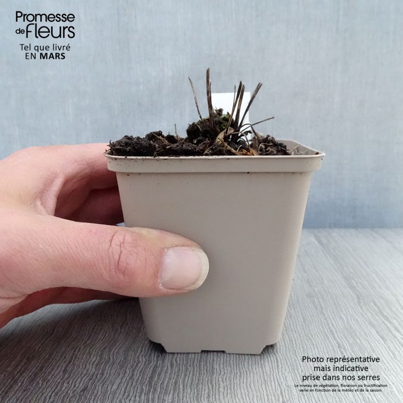 Echinacea purpurea Milkshake Vasetto da 8/9 cm esemplare consegnato in primavera