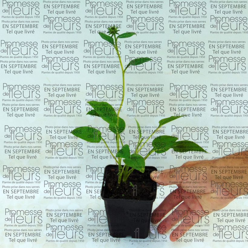Esempio di esemplare Echinacea purpurea Mozarella Vasetto da 8/9 cm come consegnato