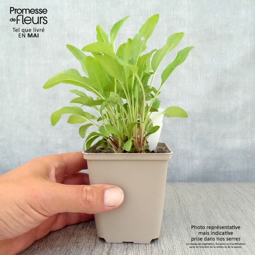 Echinacea purpurea Pink Double Delight Vasetto da 8/9 cm esemplare consegnato in primavera