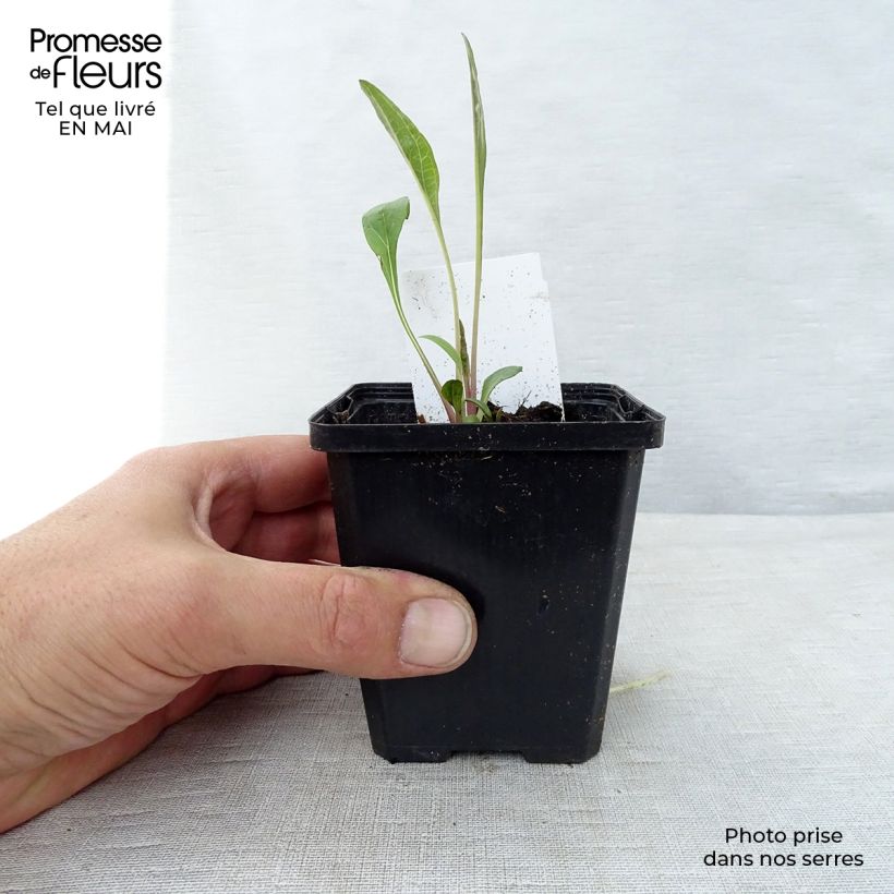 Example of Echinacea purpurea Vasetto da 7/8 cm as you get in printemps