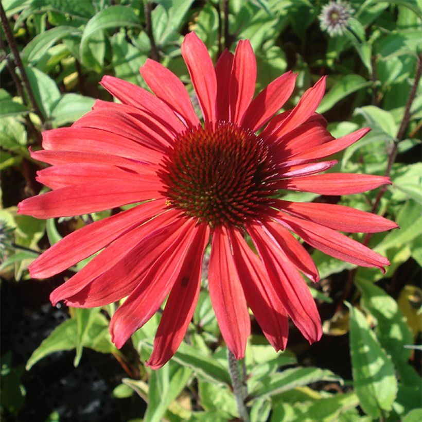 Echinacea purpurea Solar Flare (Fioritura)