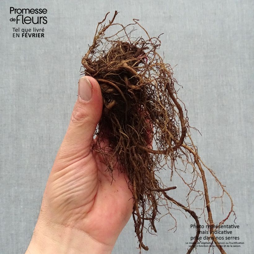 Echinacea purpurea Strawberries and Cream Piante piccole a radice nuda esemplare consegnato in inverno