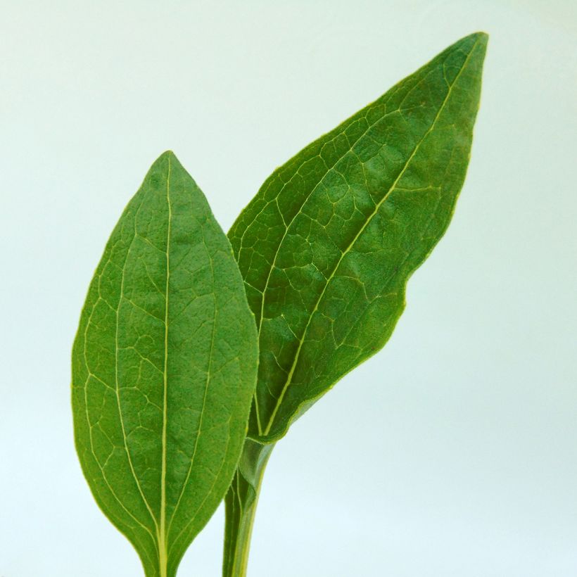 Echinacea purpurea Summer Breeze (Fogliame)