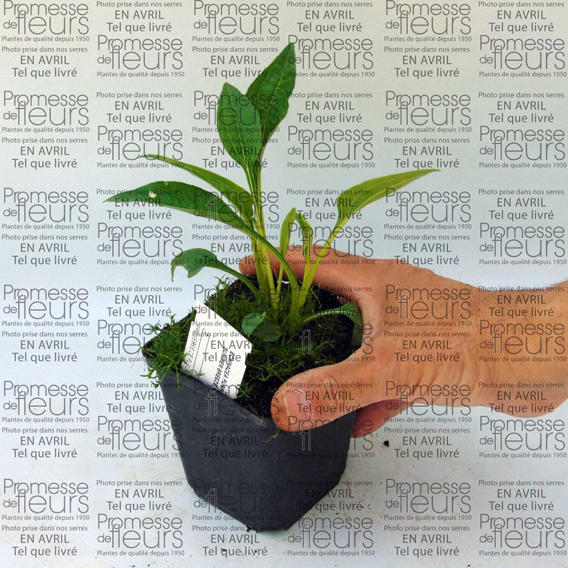 Esempio di esemplare Echinacea purpurea Summer Breeze Vasetto da 8/9 cm come consegnato