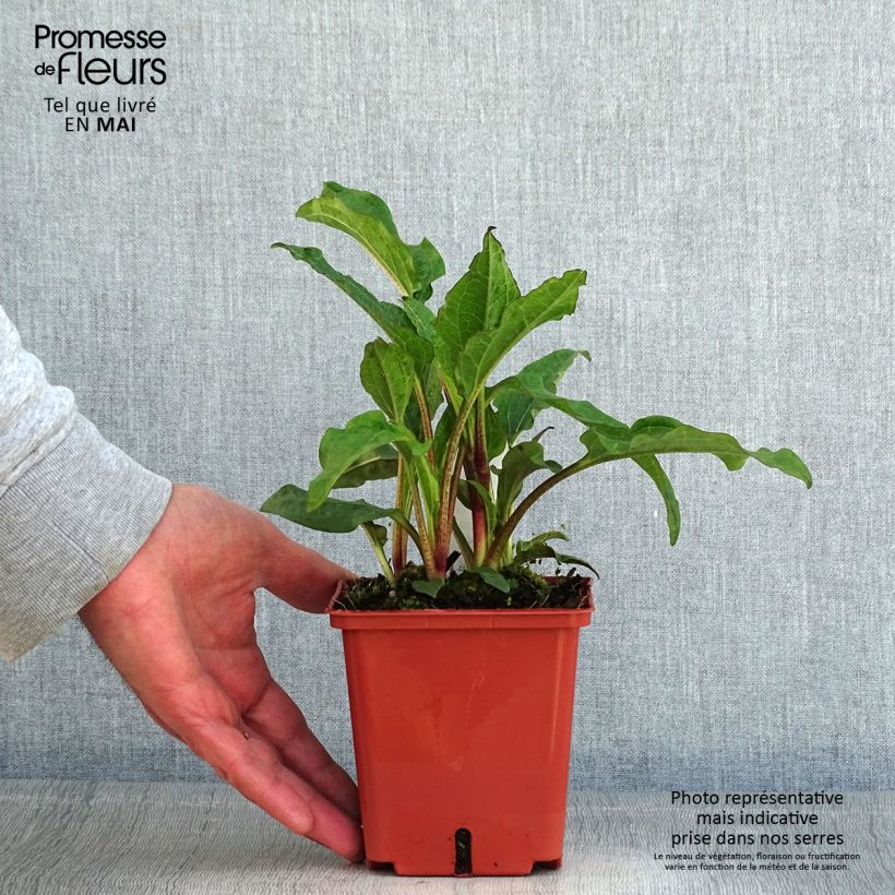 Echinacea purpurea Summer Cocktail Vaso da 1L/1,5L esemplare consegnato in primavera