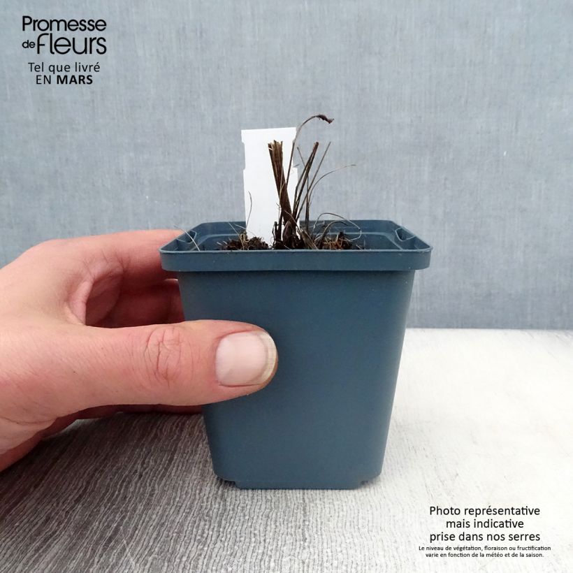 Echinacea purpurea Sundown Vasetto da 8/9 cm esemplare consegnato in primavera