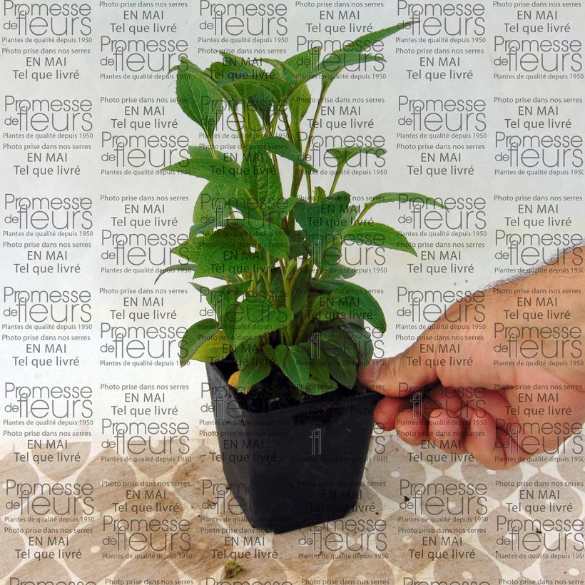 Esempio di esemplare Echinacea purpurea The King Vasetto da 8/9 cm come consegnato