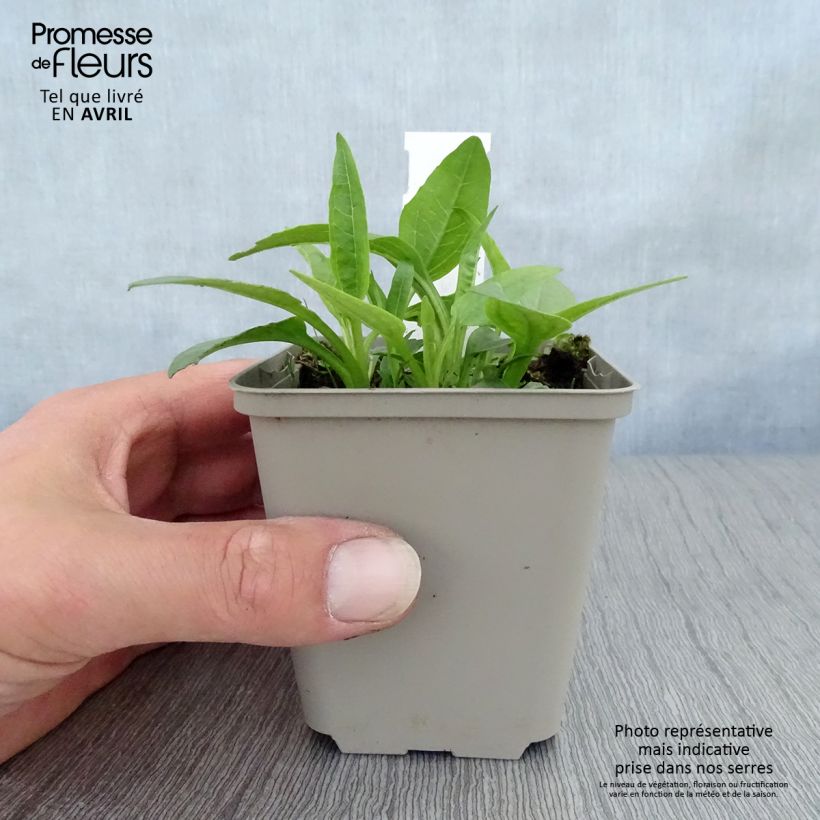 Echinacea purpurea Virgin Vasetto da 8/9 cm esemplare consegnato in primavera