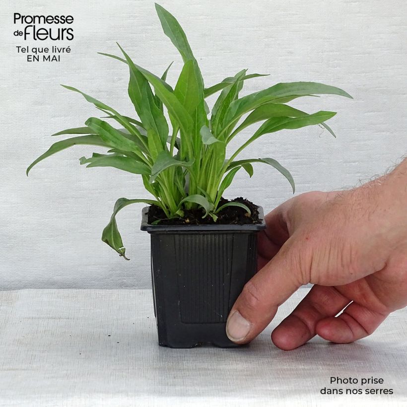 Echinacea purpurea White Meditation Vasetto da 8/9 cm esemplare consegnato in primavera