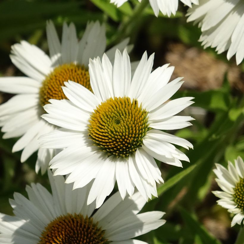 Echinacea purpurea White Meditation (Fioritura)