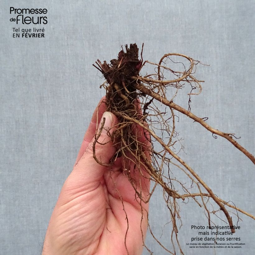 Example of Echinacea purpurea Sombrero Baja Burgundy Piante piccole a radice nuda as you get in hiver