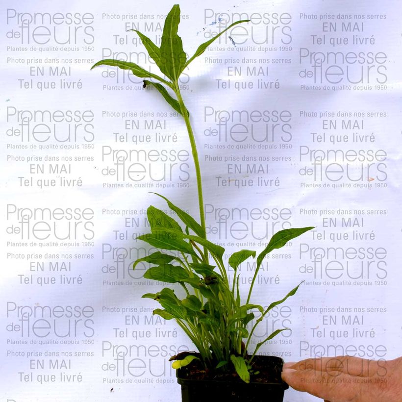 Esempio di esemplare Echinacea purpurea Coconut Lime Vasetto da 8/9 cm come consegnato