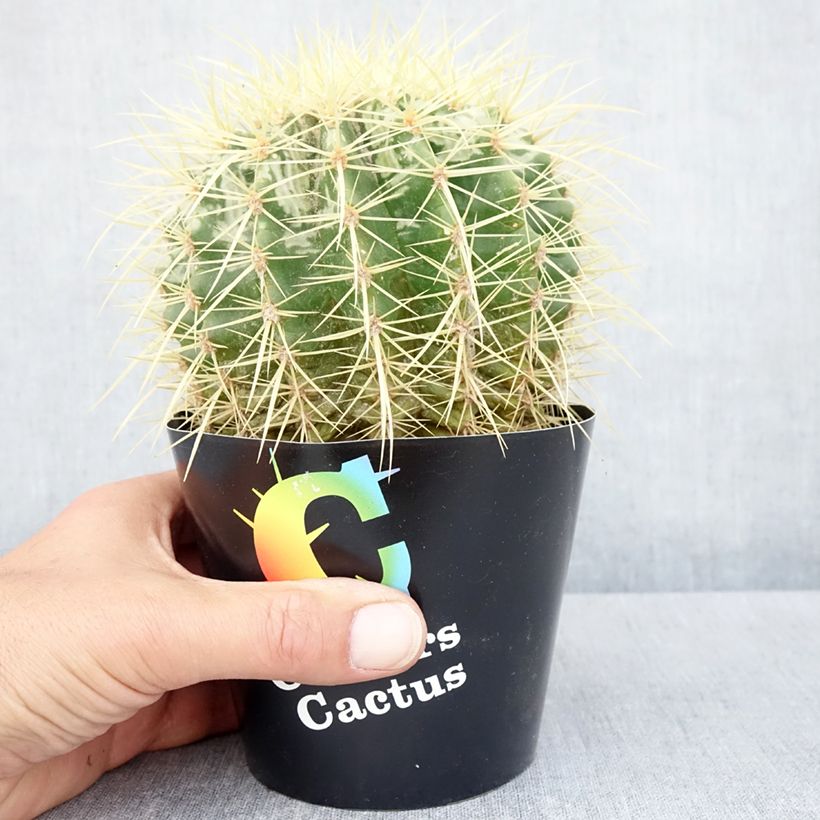 Example of Echinocactus grusonii Vaso da Ø 12 cm / 13 cm as you get in printemps