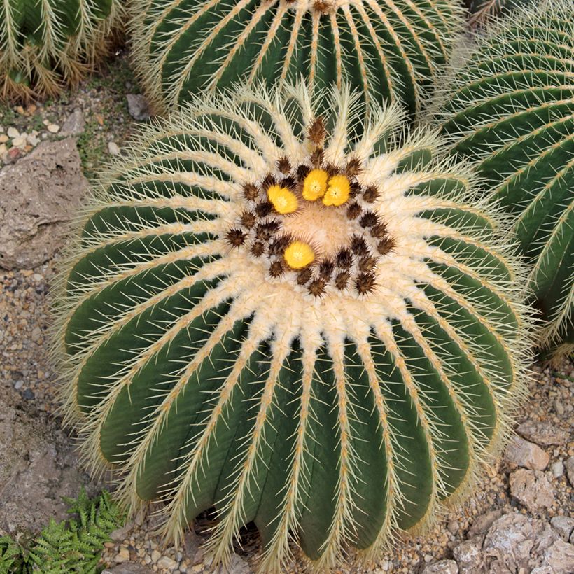 Echinocactus grusonii (Flowering)