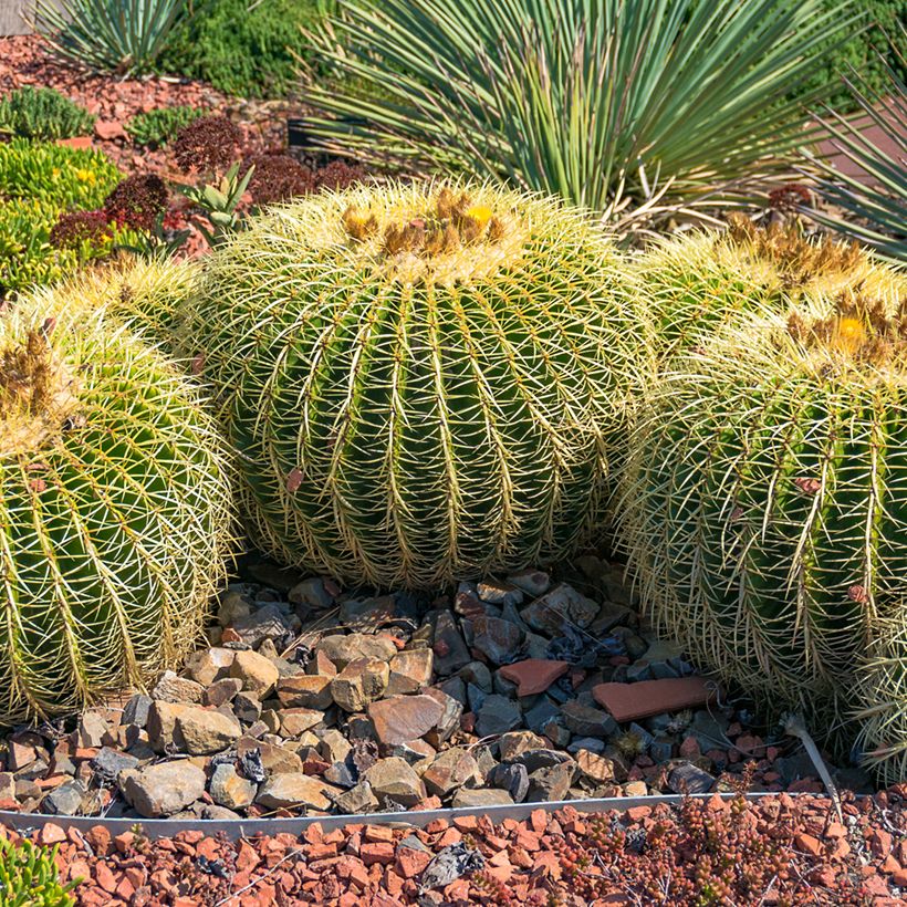 Echinocactus grusonii (Plant habit)