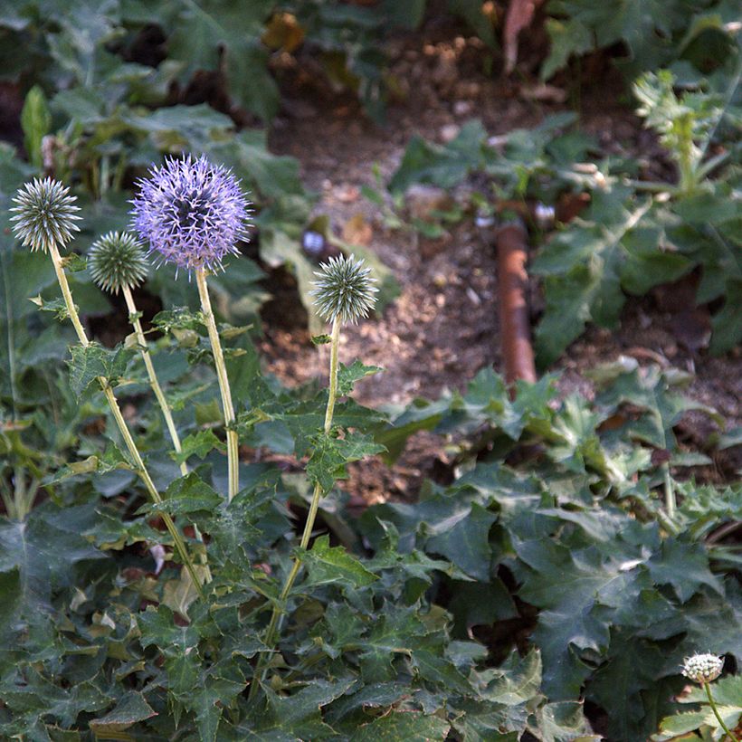 Echinops bannaticus Blue Glow - Cardo pallottola (Porto)