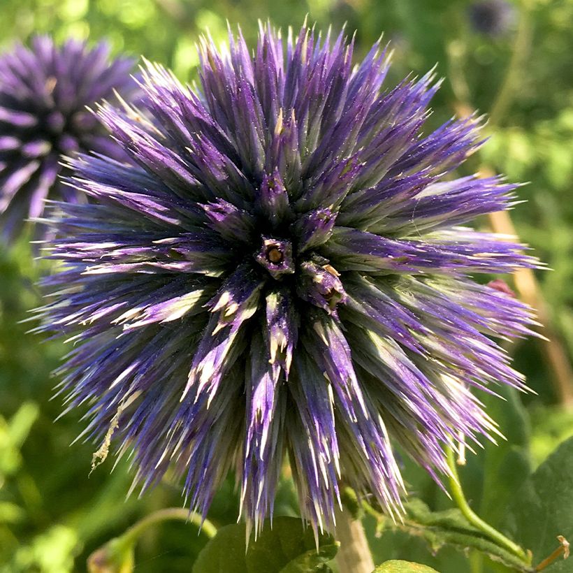 Echinops bannaticus Blue Glow - Cardo pallottola (Fioritura)
