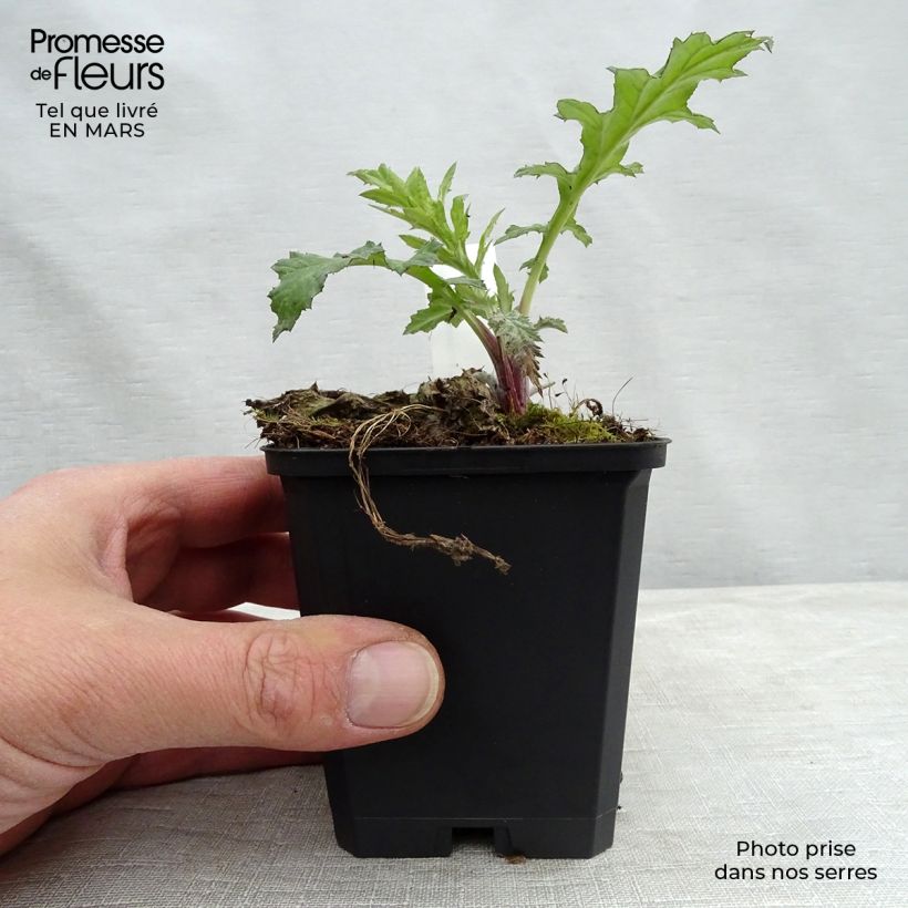 Echinops bannaticus Taplow Blue - Cardo pallottola Vasetto da 8/9 cm esemplare consegnato in primavera