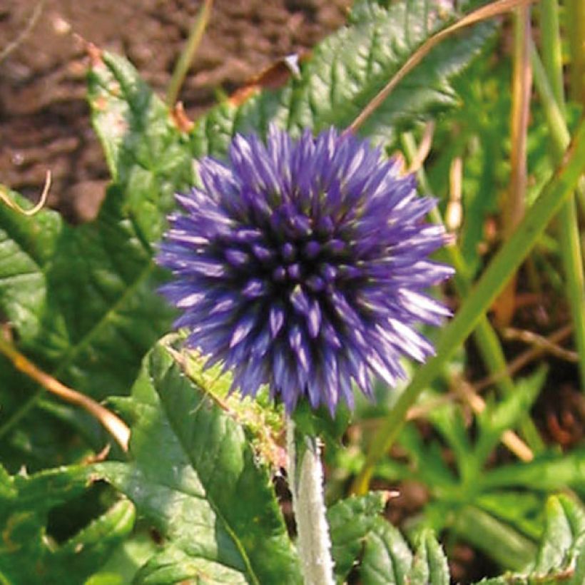 Echinops ritro - Cardo-pallottola coccodrillo (Flowering)
