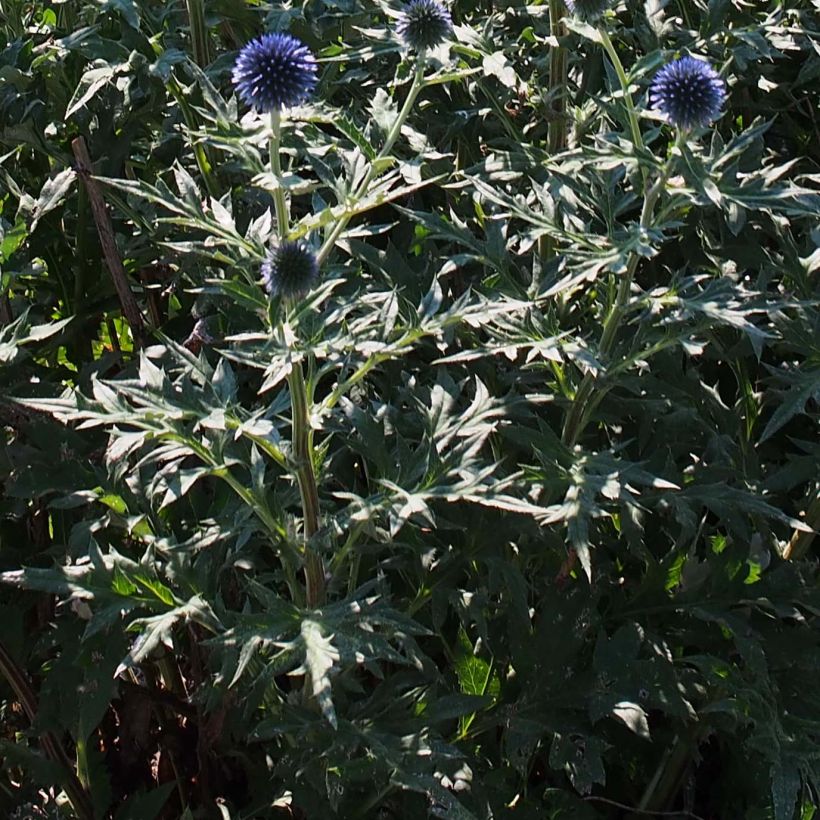 Echinops ritro Veitch’s Blue - Cardo-pallottola coccodrillo (Foliage)