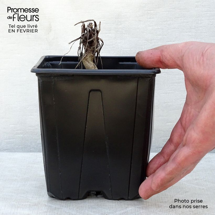 Example of Echinops ritro Veitch’s Blue - Cardo-pallottola coccodrillo Vaso da 2L/3L as you get in hiver