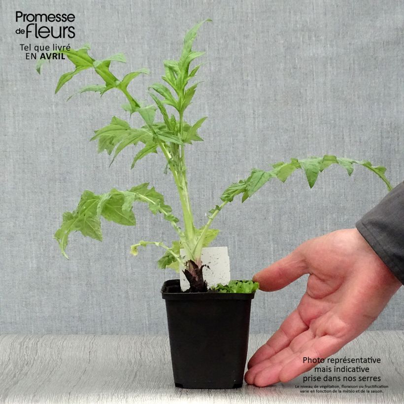 Example of Echinops ritro Veitch’s Blue - Cardo-pallottola coccodrillo Vasetto da 8/9 cm as you get in printemps